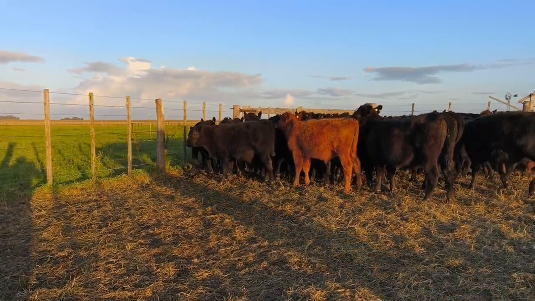 Lote 60 Terneros/as