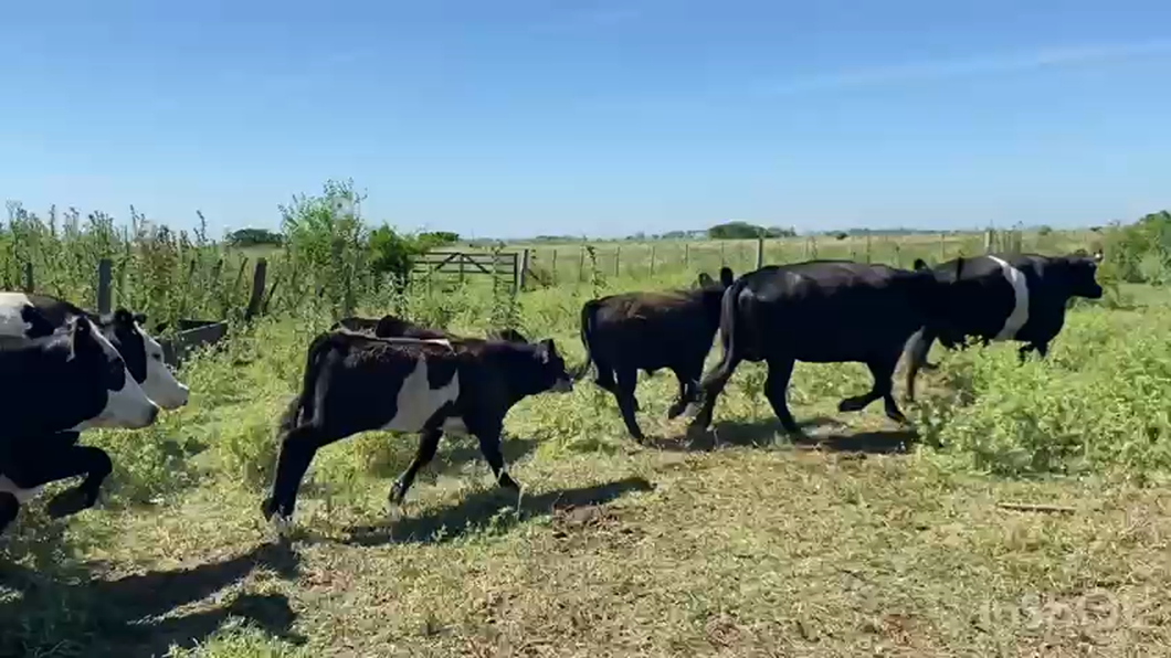 Lote 6 Vacas medio uso C/ cria en La Plata, Buenos Aires