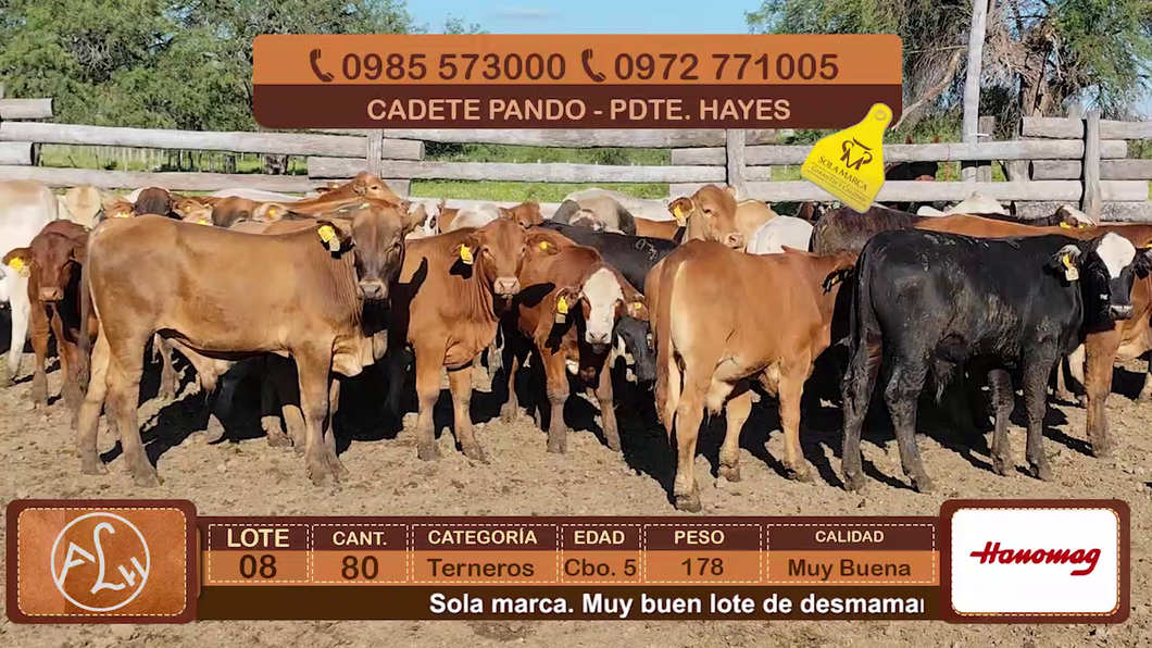 Lote Lote 8