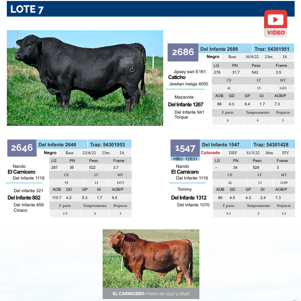 Lote Lote 7