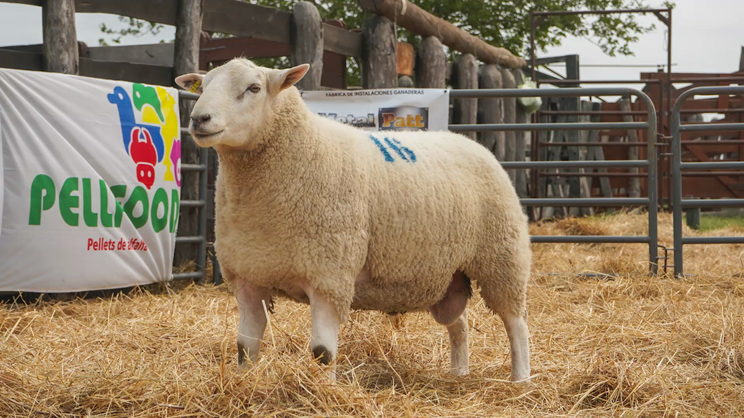 Lote TEXEL MACHO