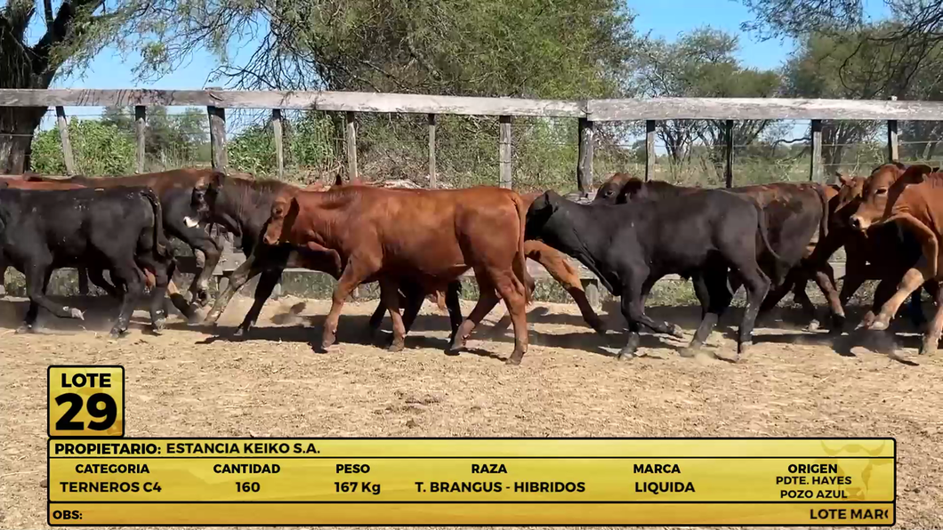 Lote LOTE 29