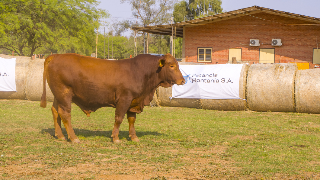 Lote Toros