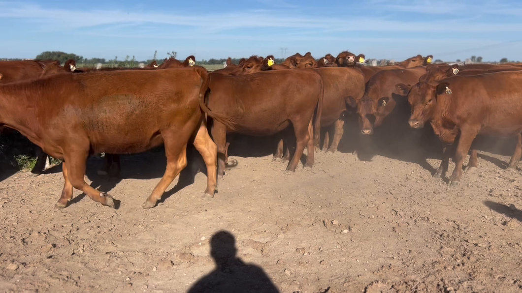 Lote 40 Vaquillonas preñadas