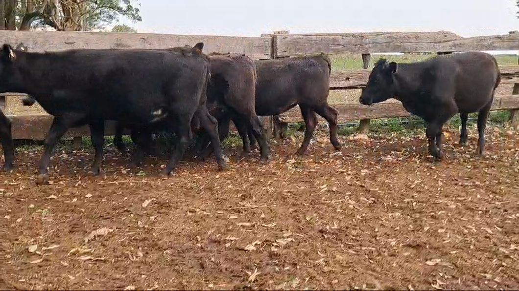 Lote 12 Vientres Preñados 8 AA,  4 AA x HE a remate en Pantalla Expo Salto - Daniel Medina 378kg -  en BALTASAR BRUM. 5 KM AL NORTE POR CAMINO A GOMENSORO