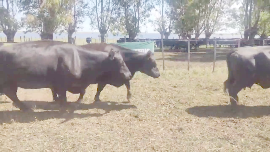 Lote 19 Vacas C/ gtia de preñez