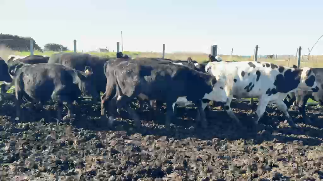 Lote NOVILLOS 1 a 2 AÑOS