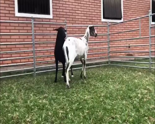 Lote Hembra M1 a remate en 1° Feria Online APCO Dorper y Santa Inés en Ypacarai
