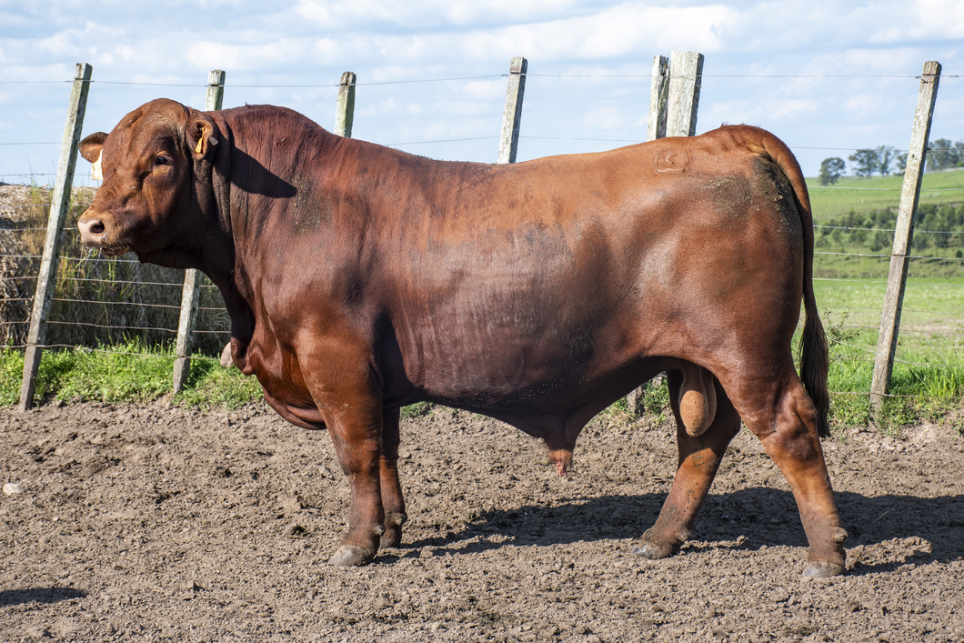 Lote Toros a remate en Nacional Brangus, Tacuarembó