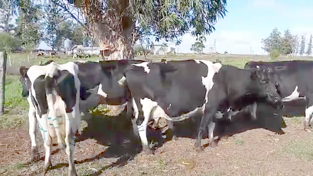 Lote 5 Vacas de Invernada HOLANDO a remate en Pantalla Camy Mayo - Desde La Cuenca 550kg - , San José