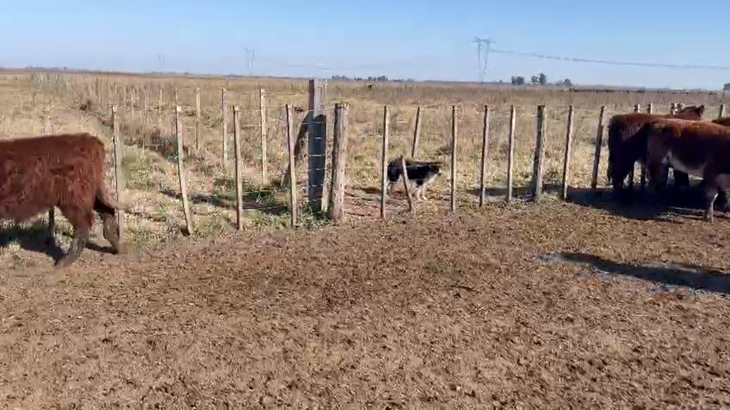 Lote 67 Terneros en Cañuelas, Buenos Aires