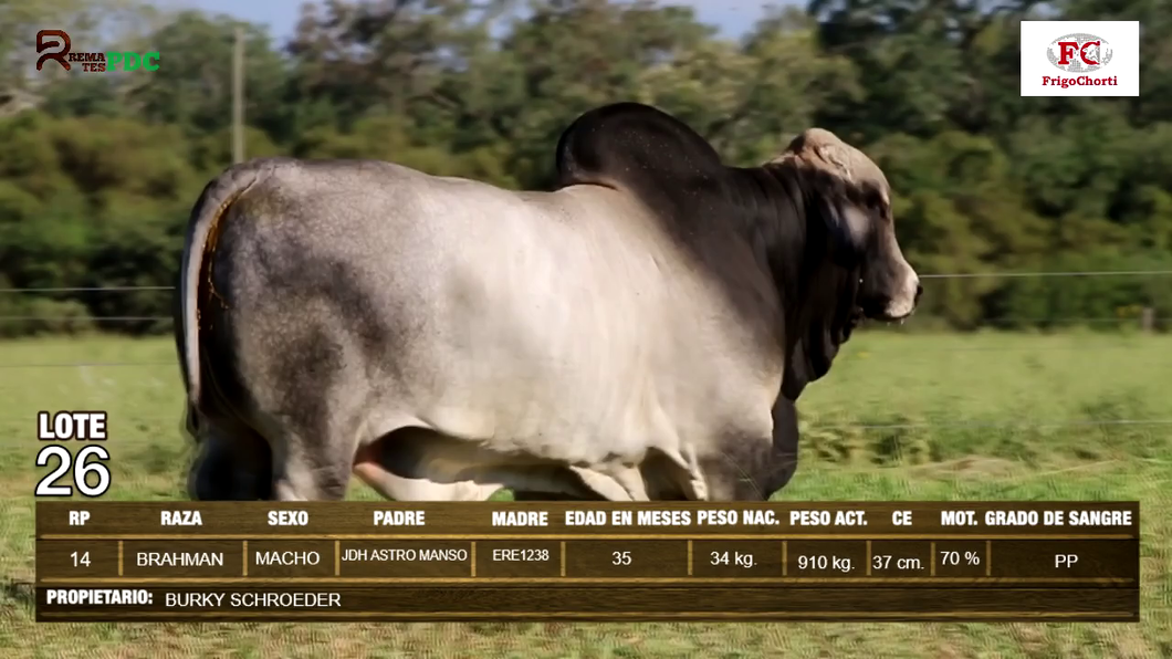 Lote Machos BRAHMAN a remate en Expo Pioneros 24 de Mayo 2024 en Pioneros del Chaco S.A.