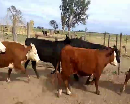 Lote 90 Vacas de invernar en Las Varillas, Córdoba