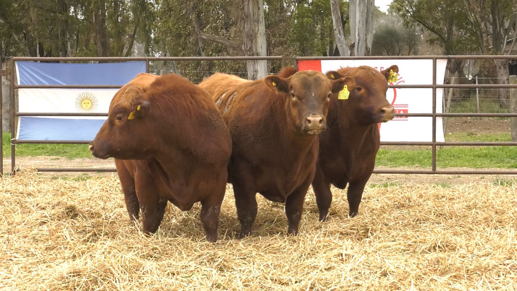 Lote TOROS ANGUS COLORADOS PC