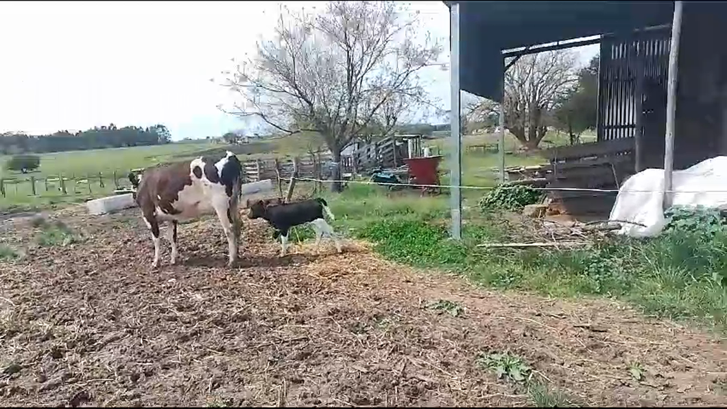 Lote 2 Piezas de cría a remate en Pantalla Camy 440kg -  en Libertad