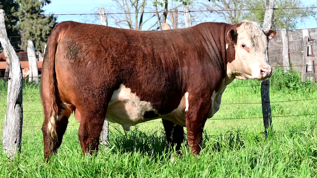 Lote 3 Toros POLLED HEREFORD a remate en Los Novilleros, Montevideo