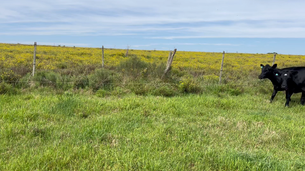 Lote VAQUILLONAS 1 a 2 AÑOS