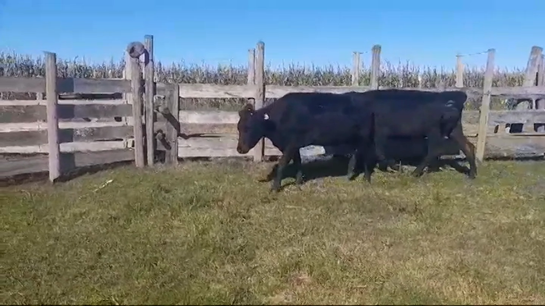Lote 2 Vacas preñadas a remate en #44 Pantalla Carmelo en PASO LA CADENA