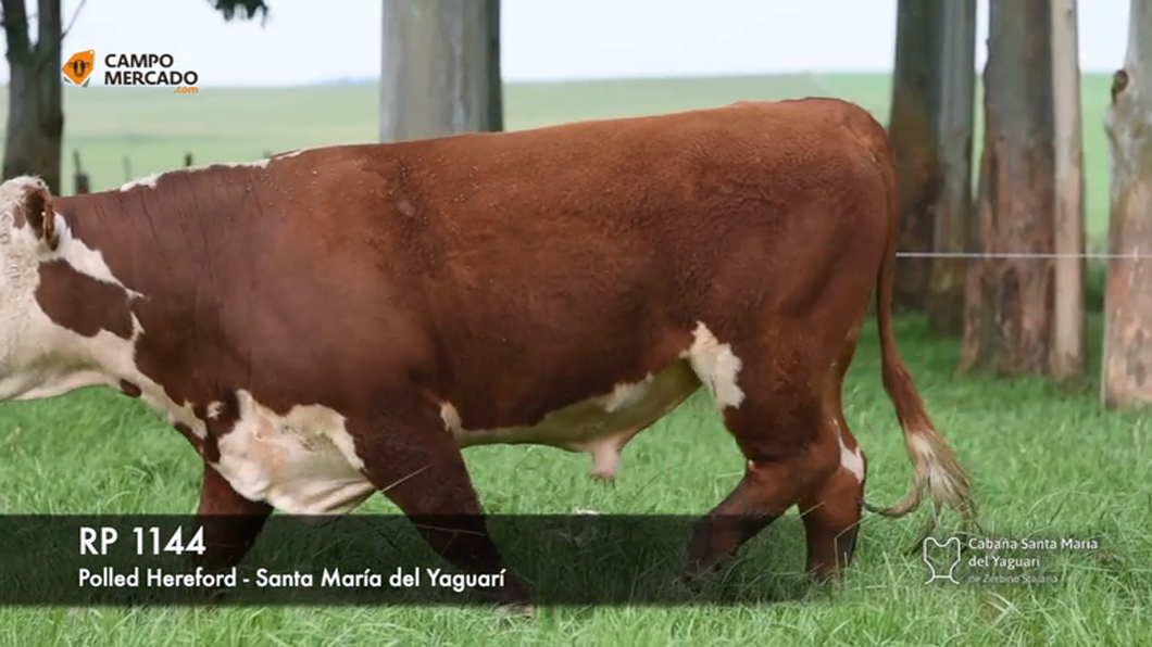 Lote (Vendido)Toros Hereford P.I a remate en Subasta Santa Maria del Yaguari, Tacuarembó