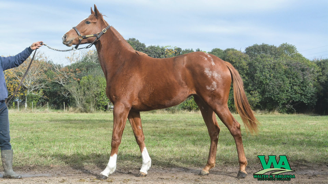 Lote LEOPARDISIMA