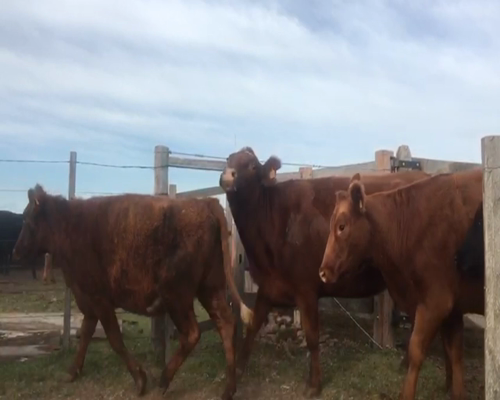 Lote 8 Vacas preñadas en Artigas