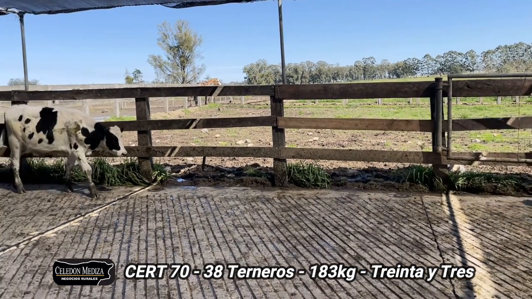 Lote 38 Terneros en Treinta y Tres