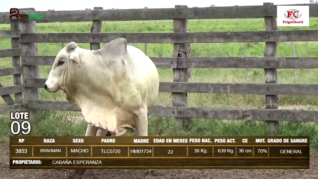 Lote Machos BRAHMAN a remate en Expo Pioneros 24 de Mayo 2024 en Pioneros del Chaco S.A.