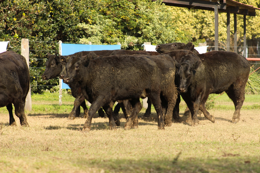 Lote CABAÑA COEMBOTÁ: 9 VAQUILLAS GENERALES PREÑADAS