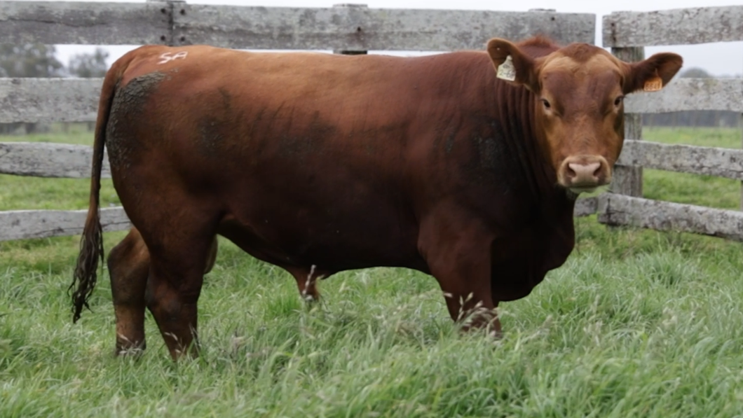 Lote Toros Estancia Mariscala