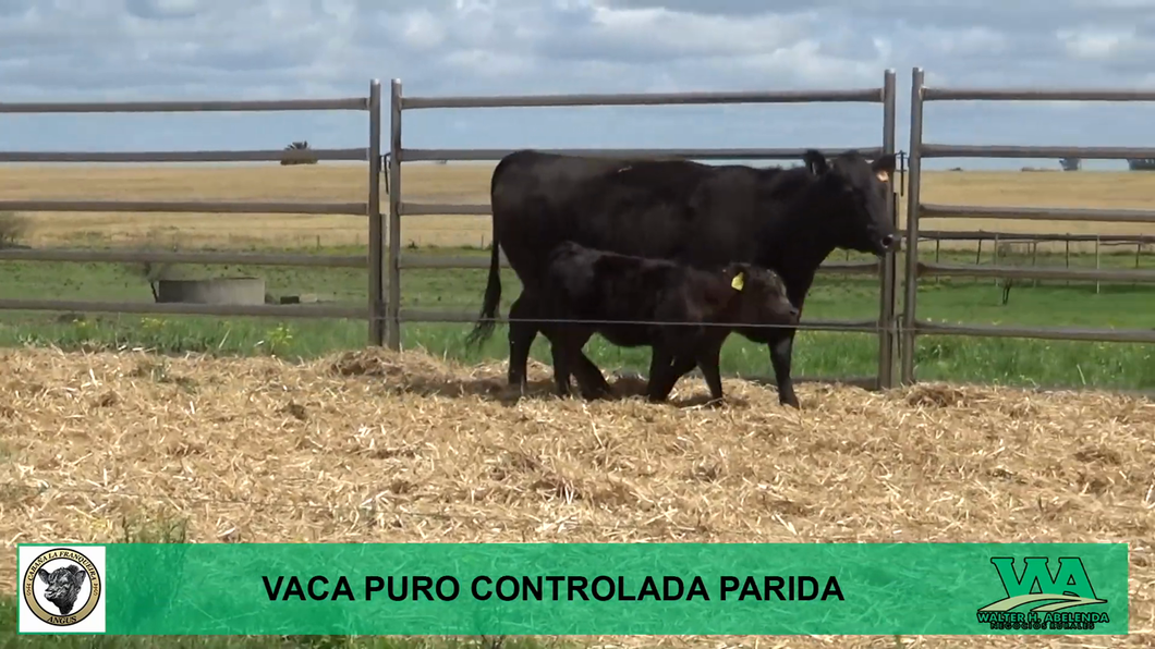 Lote Vaca a remate en Cabaña La Franqueira, Florida