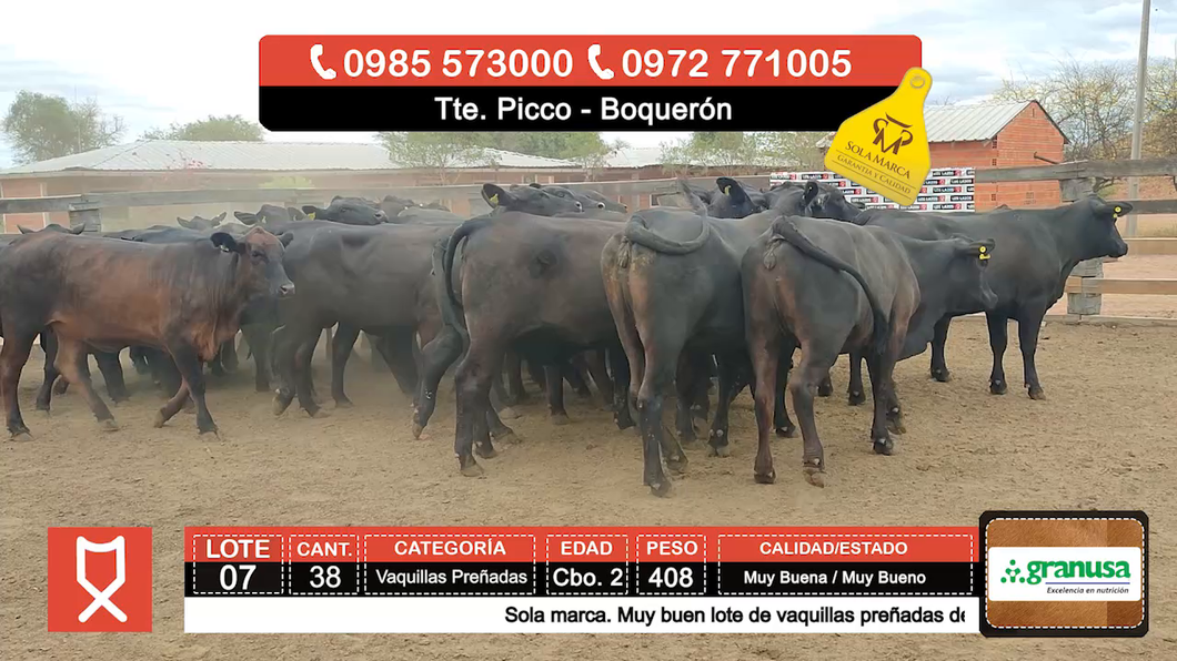 Lote (Vendido)38 Vaquillas Preñadas  a remate en Feria especial de Vaquillas Preñadas 408kg - , Boquerón