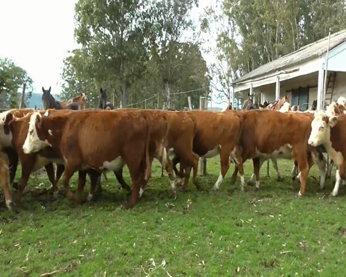 Lote 30 Vaquillonas Vacas Preñadas HEREFORD... a remate en EXPO NACIONAL HEREFORD 383kg - , Maldonado
