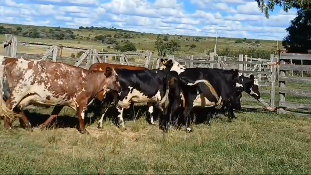 Lote 7 Vacas de Invernada CRUZAS SHORTON a remate en #42 Pantalla Carmelo  450kg -  en COSTAS DEL ROSARIO