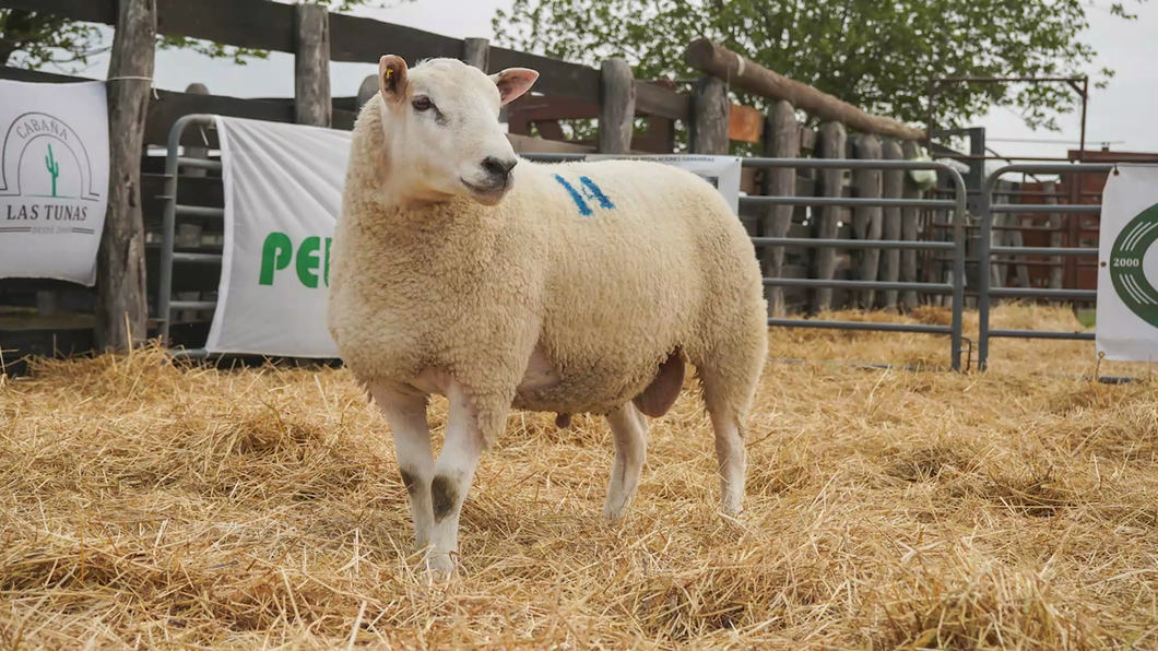 Lote TEXEL MACHO