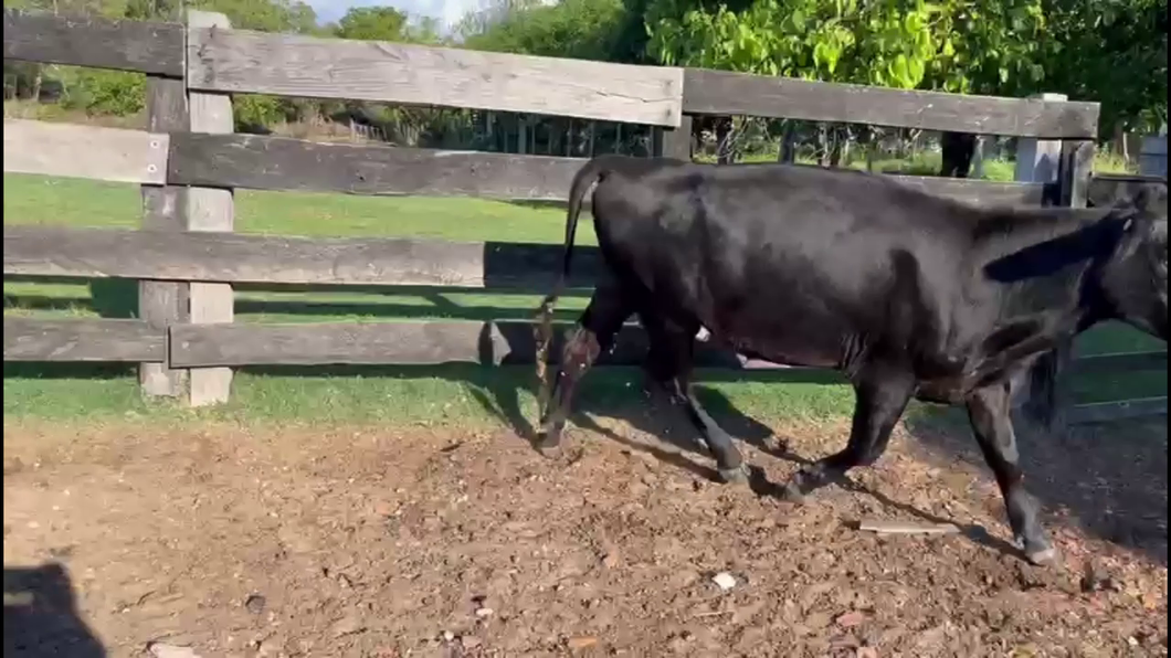 Lote NOVILLOS 1-2 AÑOS