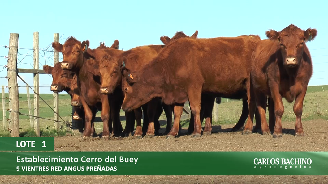 Lote 9 Vaquillonas preñadas