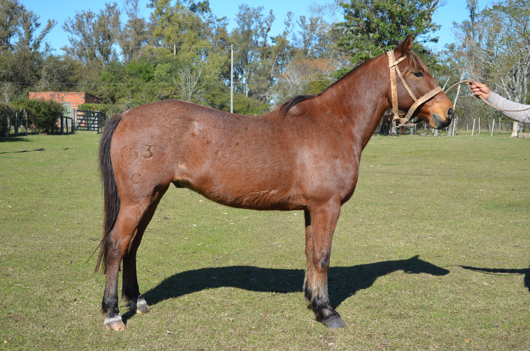 Lote Solitario del Paso