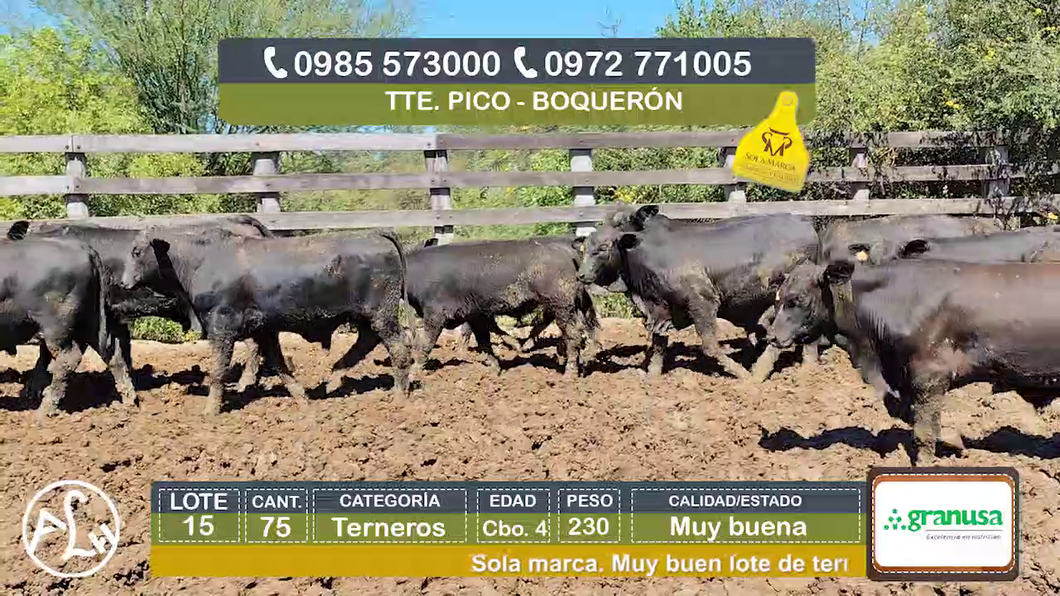 Lote (Vendido)75 Terneros Cbo 4 a remate en Agroganadera LA HUELLA, Boquerón