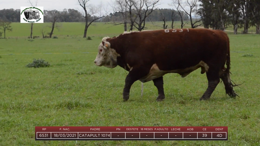 Lote Toros a remate en 6to Remate Anual Cabaña "El Trébol" de Martín Salto Stefani, Paysandú