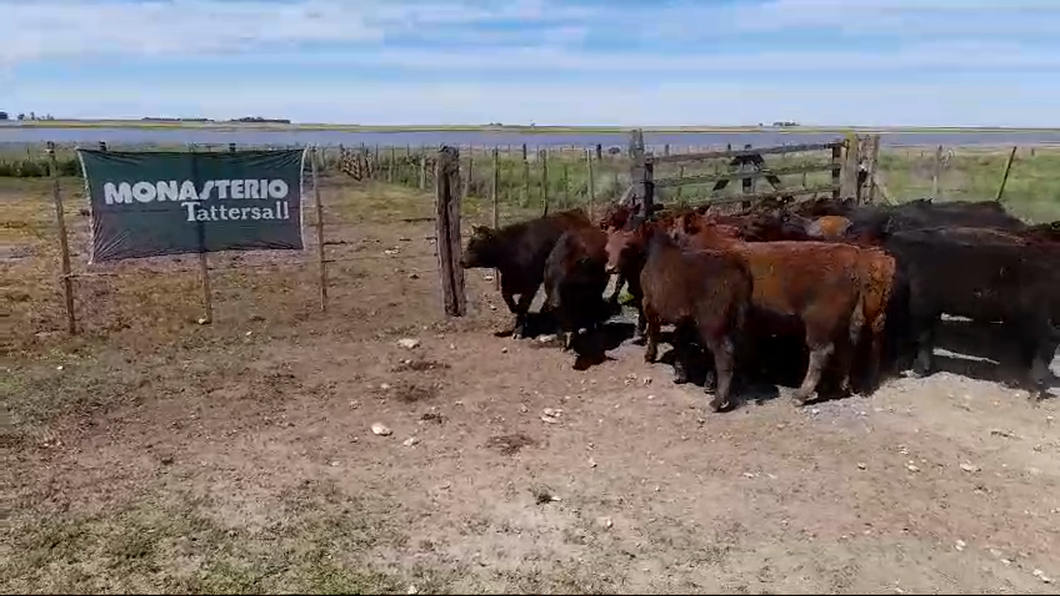 Lote 28 Terneros en Benito Juarez