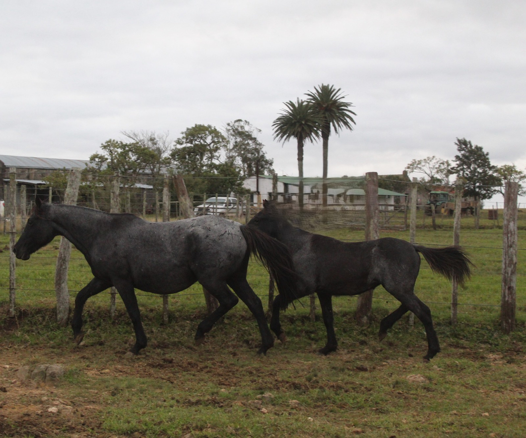 Lote PELIGROSA SORPRESA