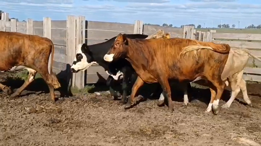 Lote (Vendido)13 Vacas de Invernada a remate en #43 Pantalla Carmelo  360kg -  en RUTA 23