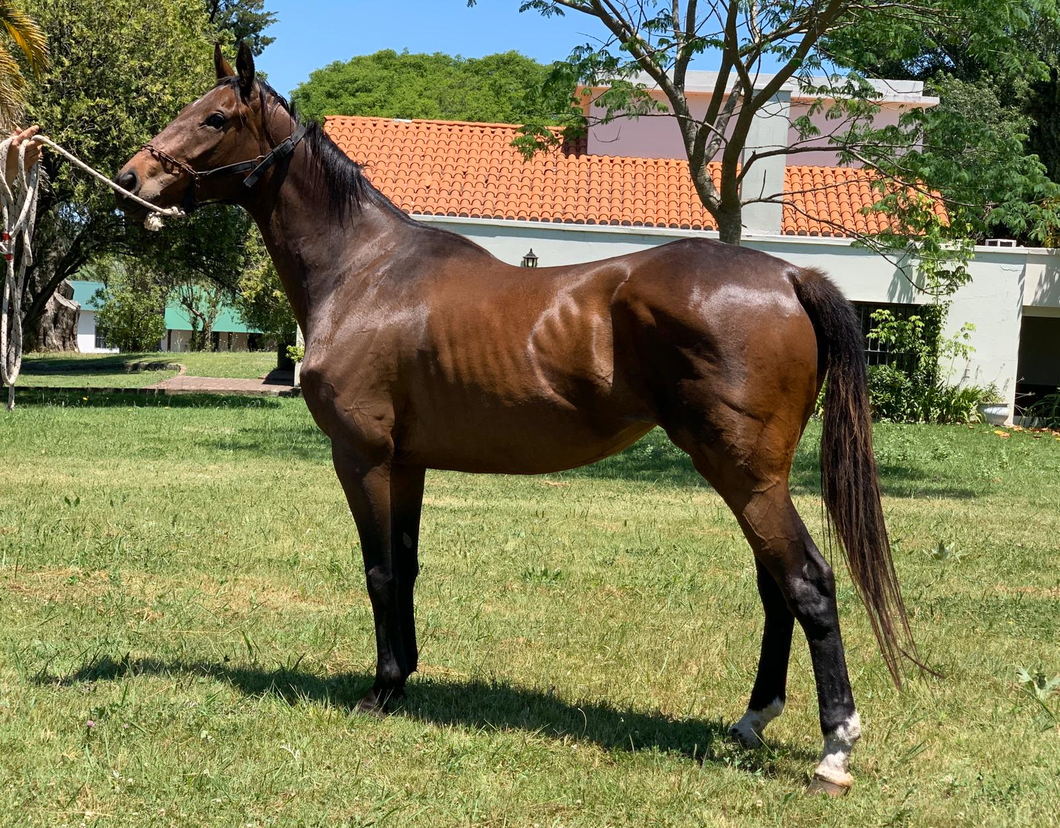 Lote KERUBIM BLUE  - preñada por Gandhi Di Job