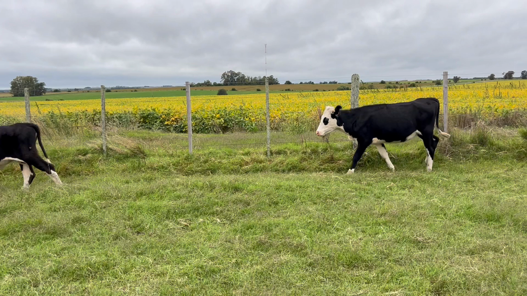 Lote VAQUILLONAS 1 a 2 AÑOS