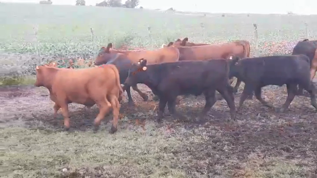 Lote (Vendido)12 Terneros ANGUS/ HEREFORD a remate en #43 Pantalla Carmelo  200kg -  en EL CHILENO