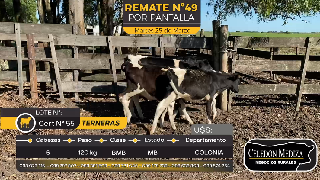 Lote 6 Terneras en Otra Localidad, Colonia