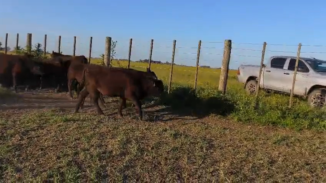 Lote 55 Terneras