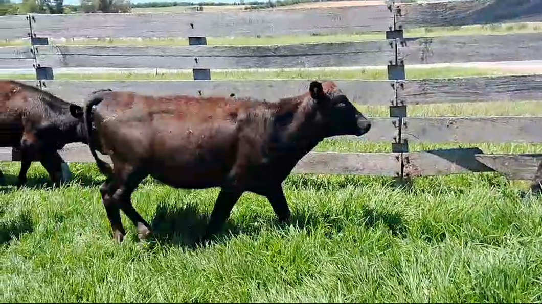 Lote 8 Terneras Cruza Angus a remate en Ultima Pantalla del Año - Escritorio Camy en Pavon