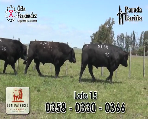 Lote TOROS LIMANGUS