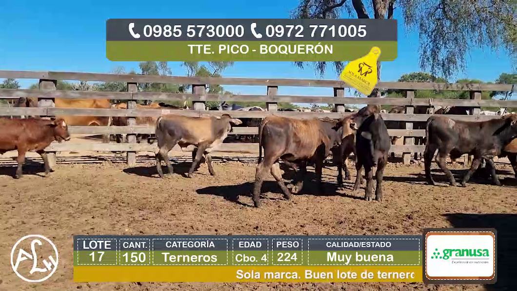 Lote (Vendido)150 Terneros Cbo 4 a remate en Agroganadera LA HUELLA, Boquerón